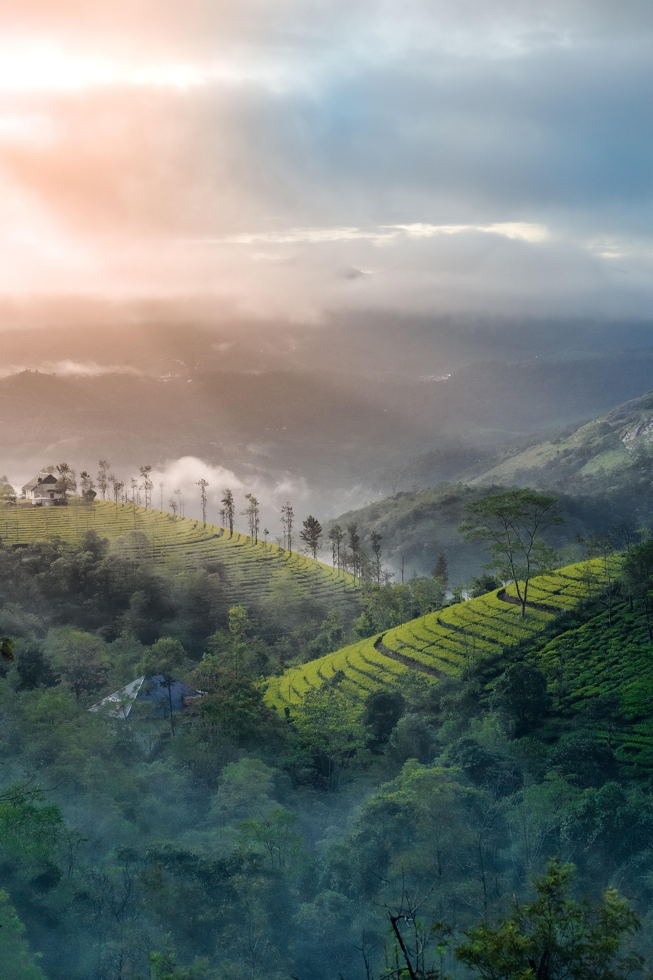 Munnar hill station landscape
