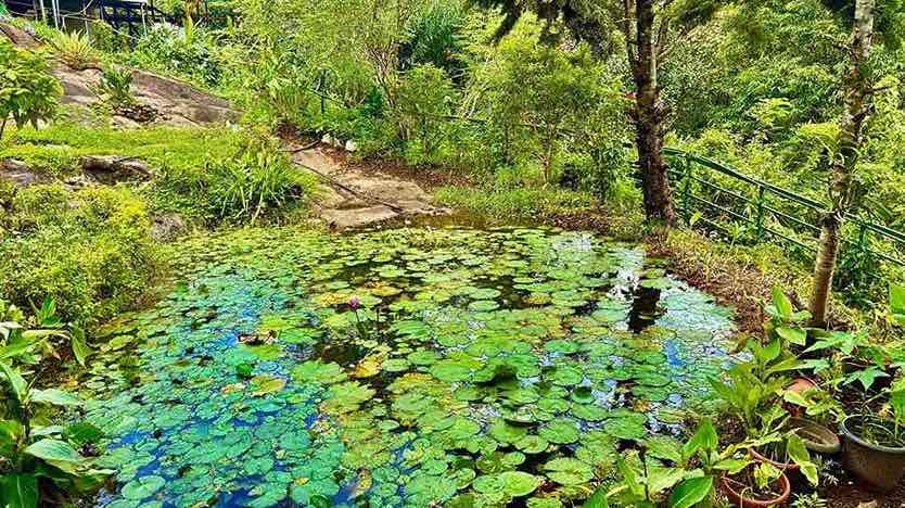 Munnar Couple Package from Bangalore in Munnar