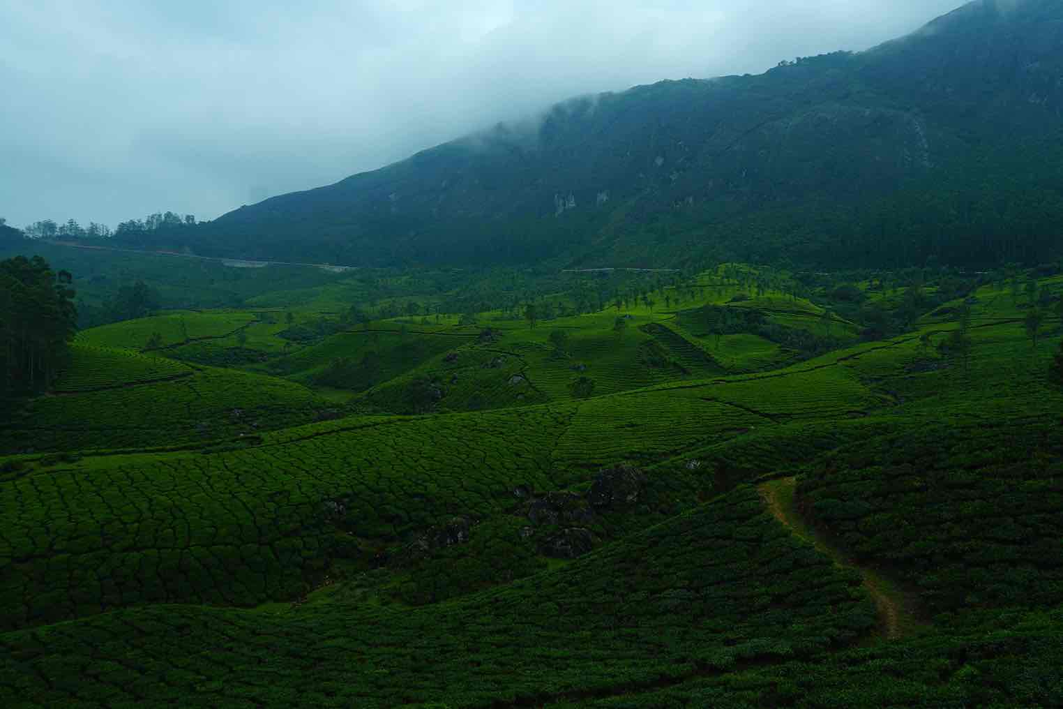 Munnar Budget Tour Package (2 Nights / 3 Days) from Kochi in Kochi Airport / Ernakulam Railway Station