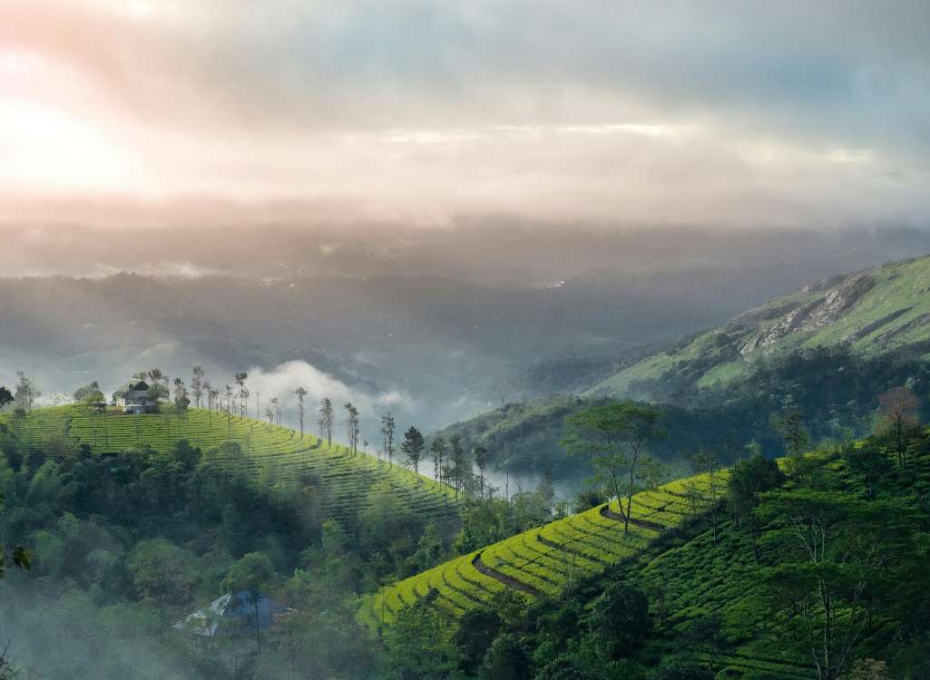 2 Nights / 3 Days Budget Munnar Couple Package in Munnar