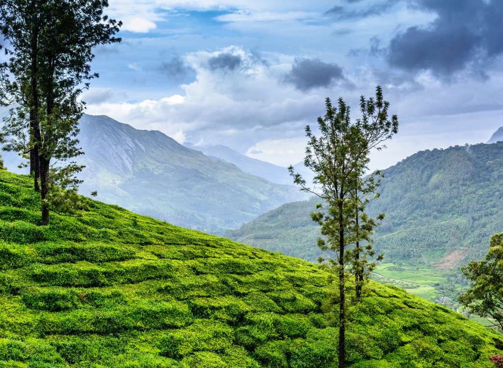 Munnar, Kolukkumalai Sunrise & Vattavada Adventure Package (3 Nights / 4 Days) from Chennai in Kochi Airport / Ernakulam Railway Station