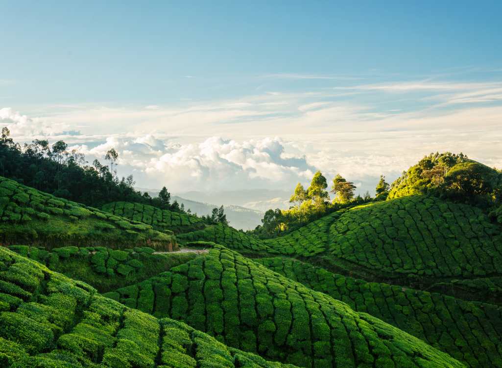 Kerala Monsoon Special Package (4 Nights / 5 Days) from Madurai in Kochi Airport / Ernakulam Railway Station