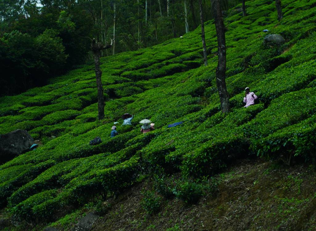 2 Night Munnar Package in Kochi - Munnar - Kochi