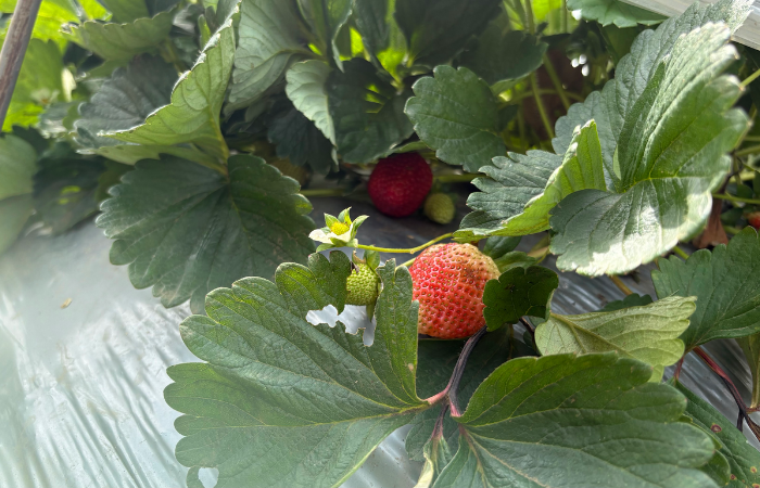 🍓 Vattavada Jeep Ride in Vattavada-Munnar