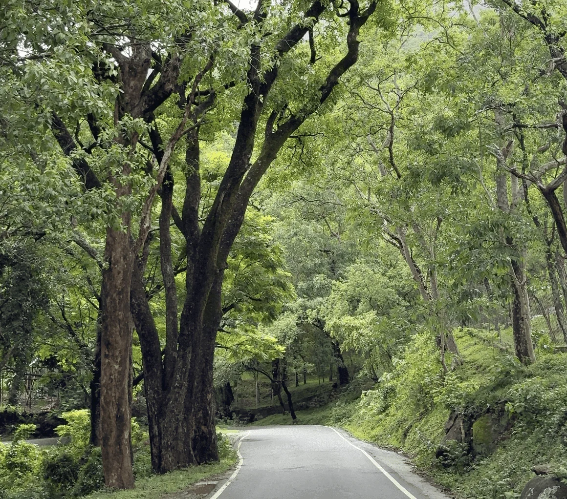 Munnar Special Package in Pallivasal /Munnar