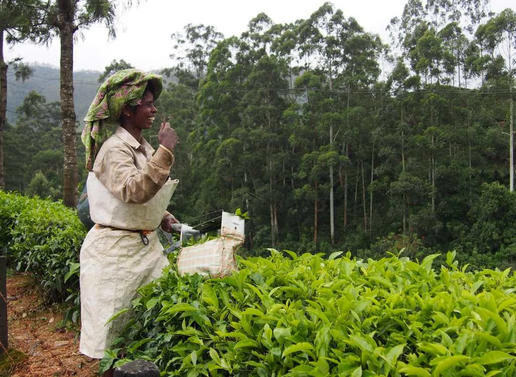 Munnar hill station landscape