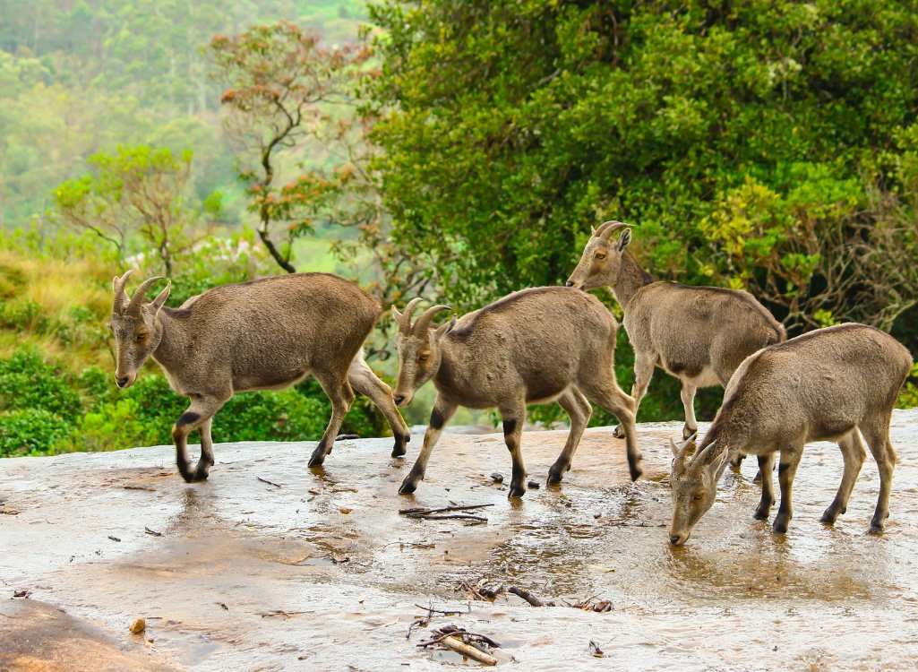 Complete Kerala Highlights Tour Package (6 Nights / 7 Days) from Erode in Kochi Airport / Ernakulam Railway Station