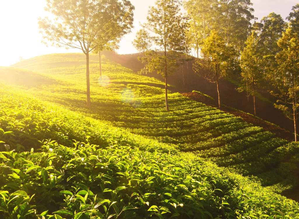 Munnar Luxury Family Pool Villa Package (3 Nights / 4 Days) from Kochi in Kochi Airport / Ernakulam Railway Station
