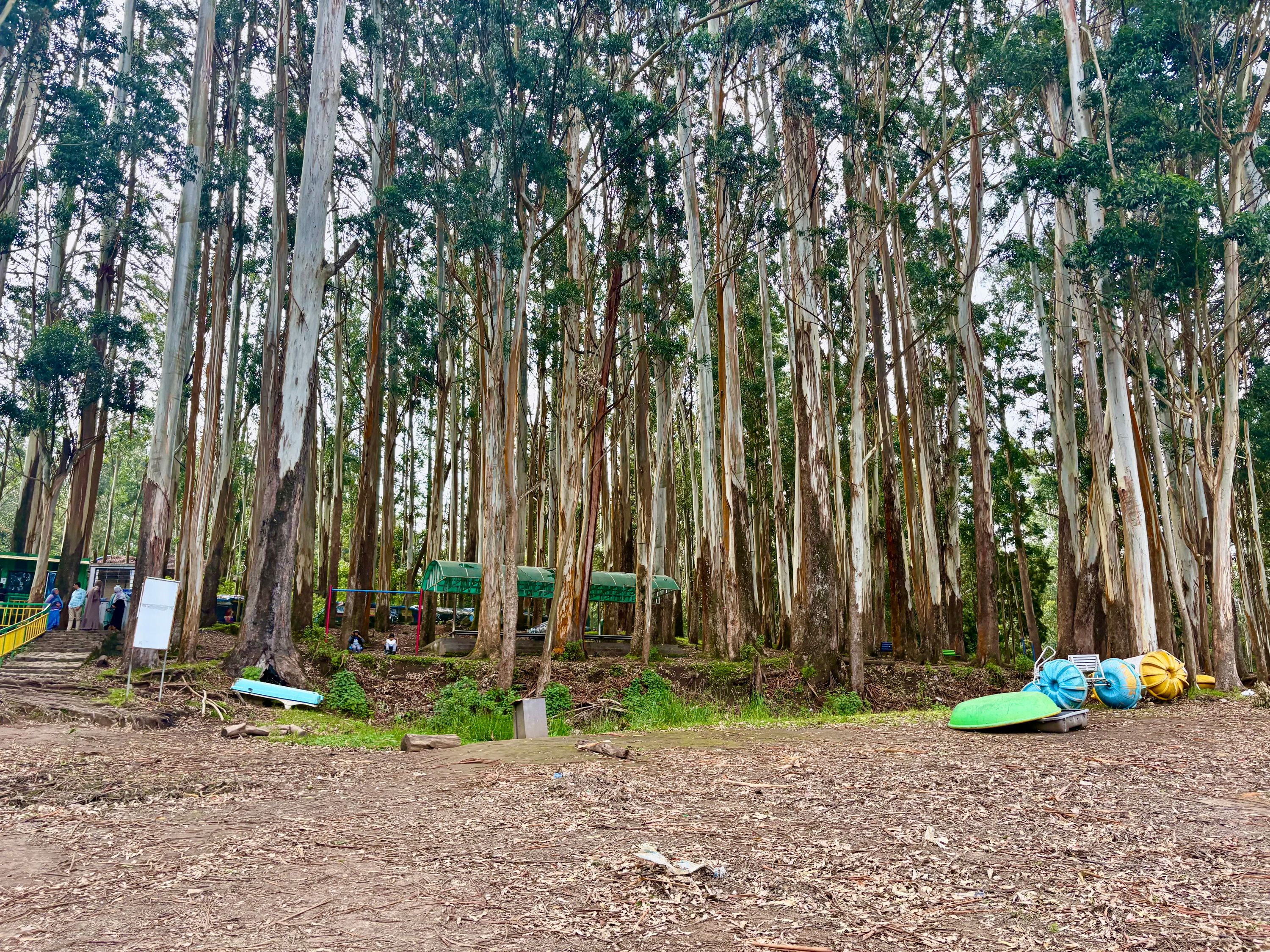 Munnar Couple Package from Trichiy in Munnar