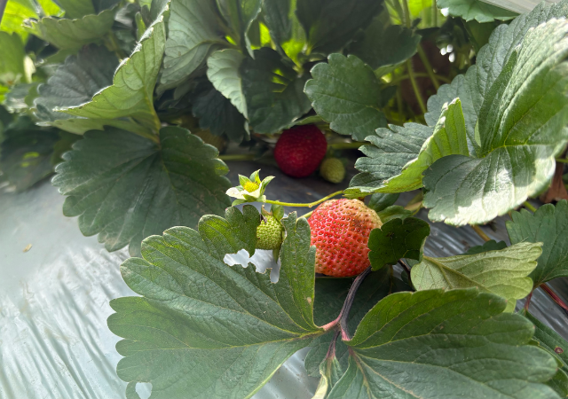 🍓 Vattavada Jeep Ride in Vattavada-Munnar