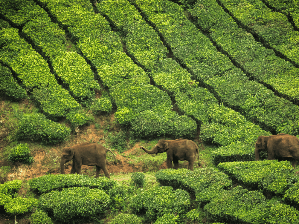 Munnar Mankulam Tour Package in Munnar Pallivasal
