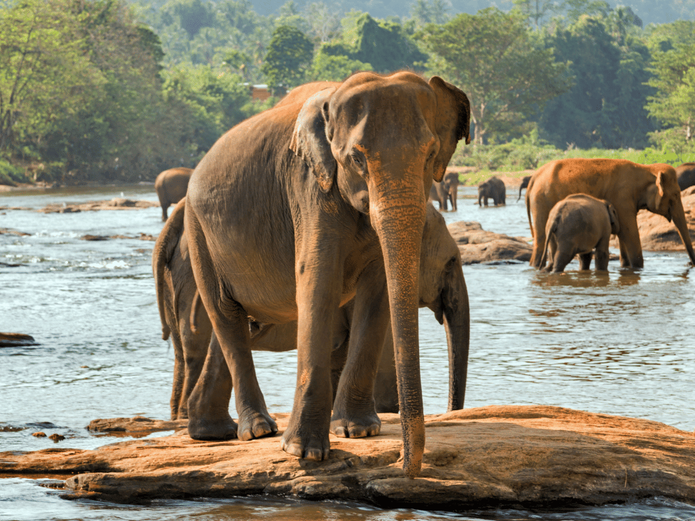 Munnar & Thekkady Wildlife Tour Package (4 Nights / 5 Days) in Kochi Airport / Ernakulam Railway Station