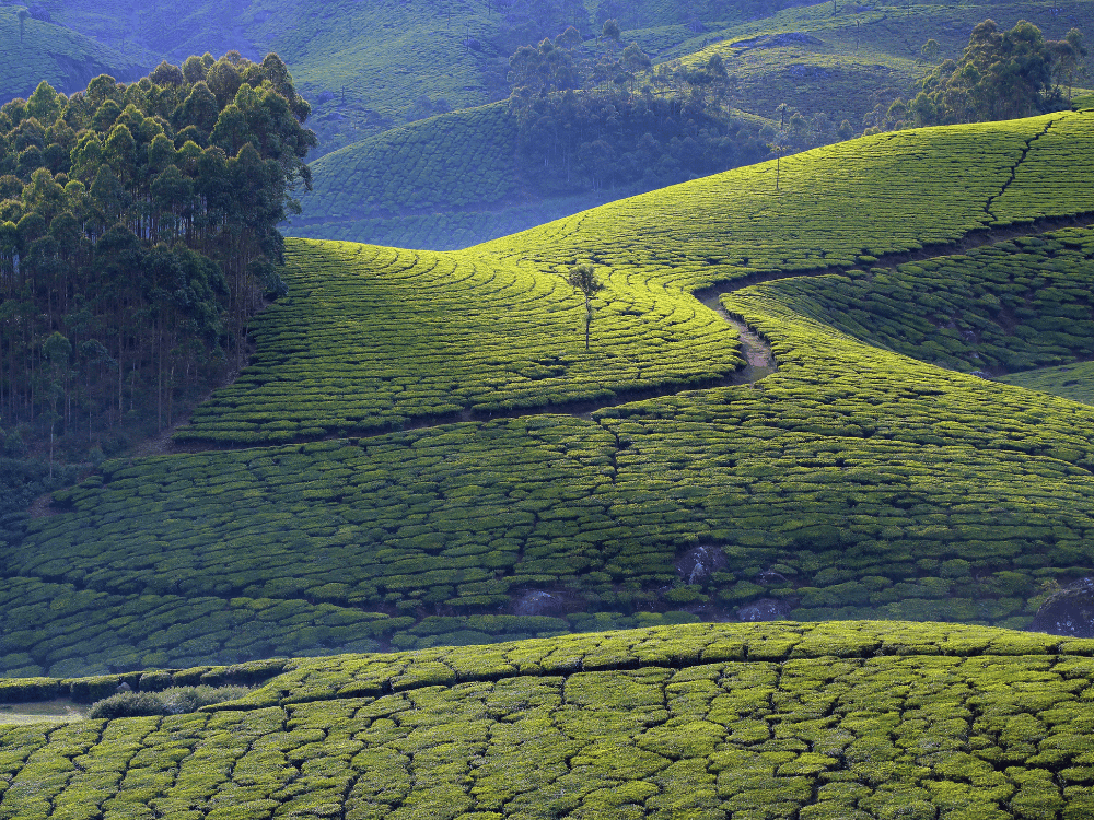 Munnar Special Package in Pallivasal /Munnar