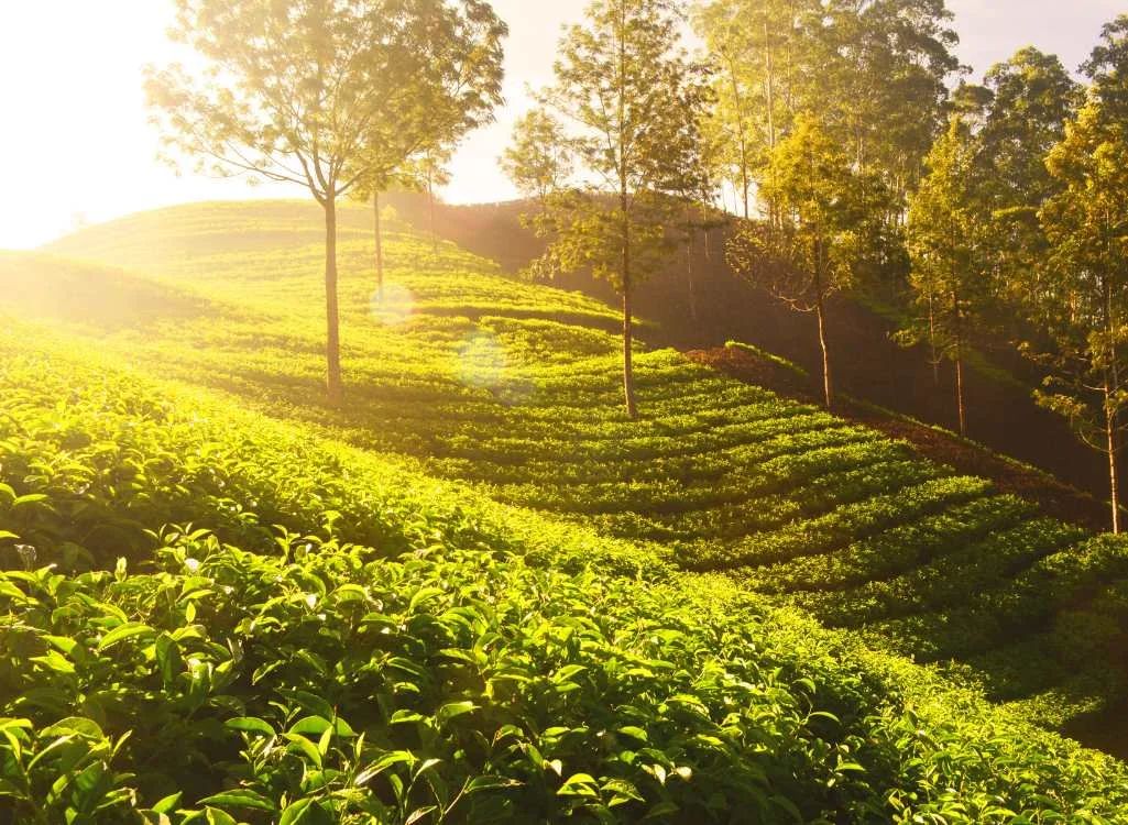 Munnar Family Holiday Package (3 Nights / 4 Days) from Madurai in Kochi Airport / Ernakulam Railway Station