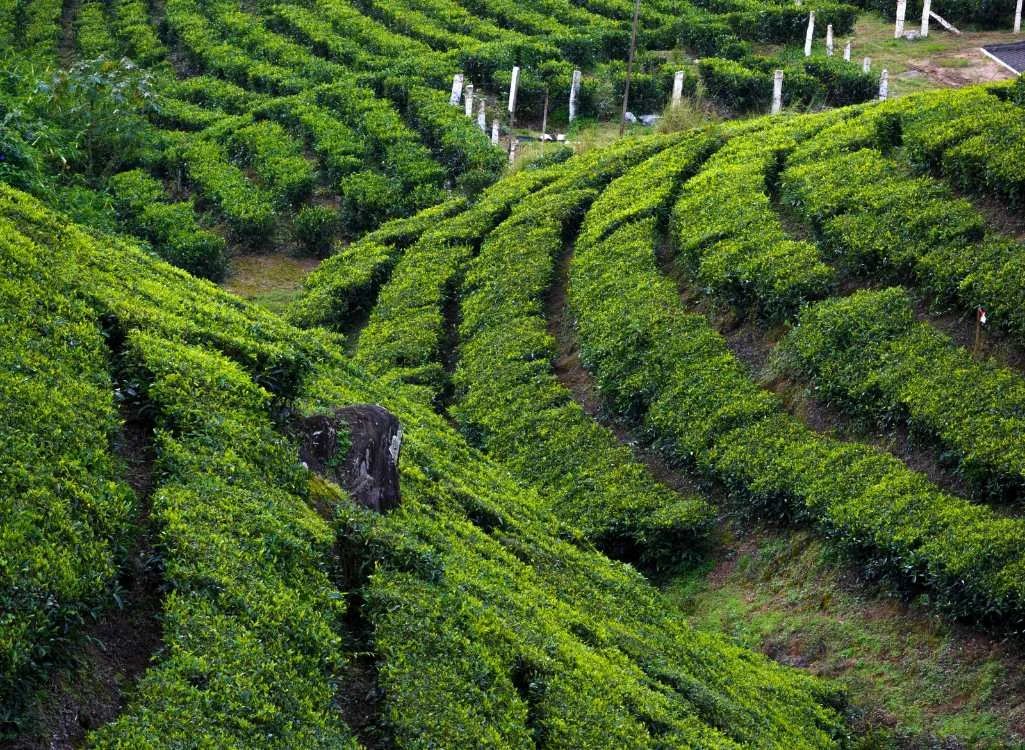 Wayanad & Munnar Tour Package (5 Nights / 6 Days) from Erode in Calicut (Kozhikode) Airport / Railway Station